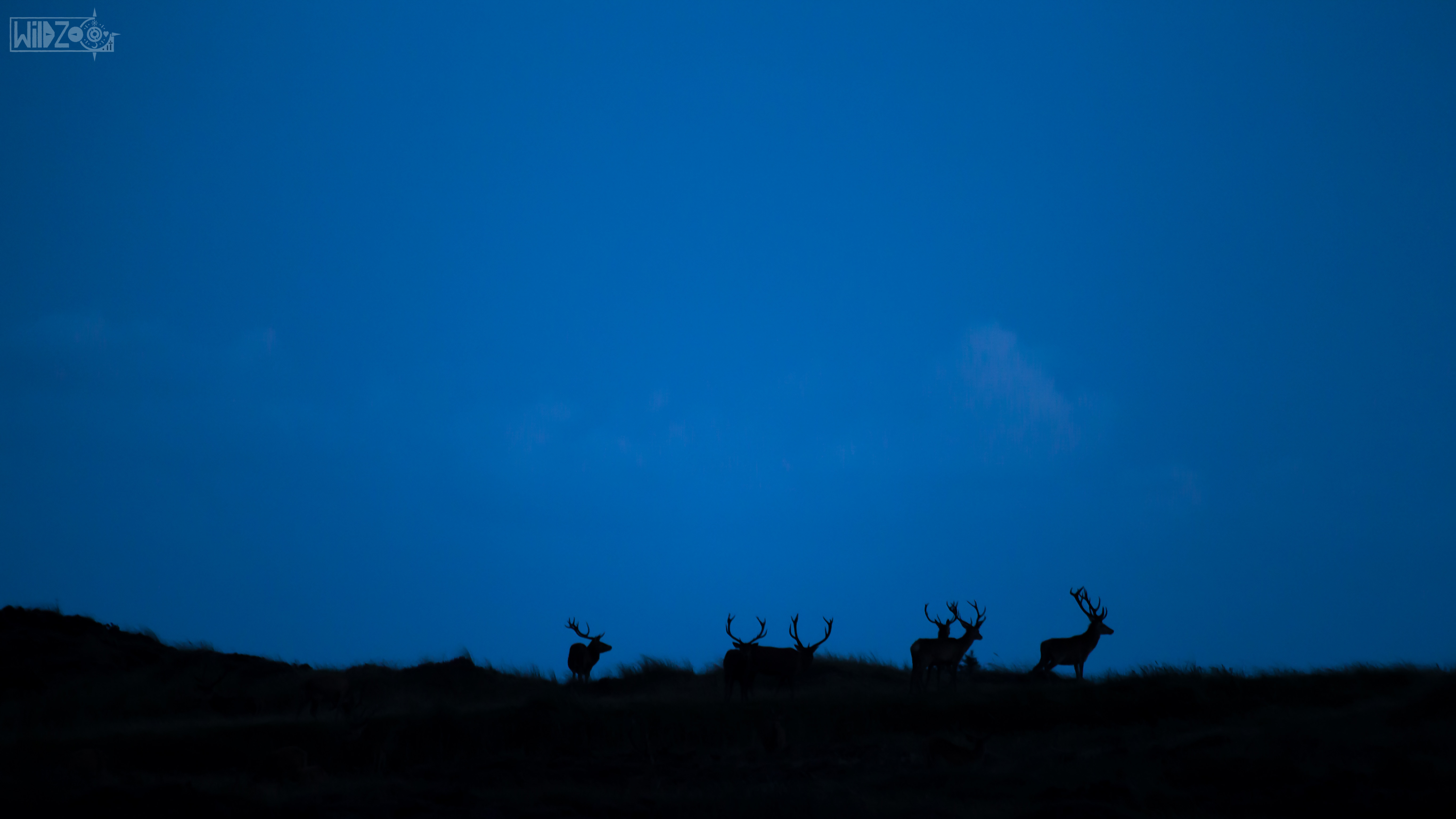 deer, denmark, blue hour, nature, animals