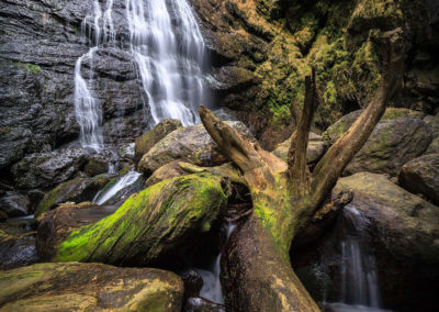 waterfall - wasserfall - old tree - alter baum