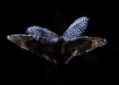 Glitter - night - nachtfalter - moth - spacy - tau - spacy -