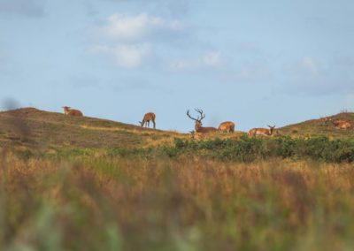 deer, animals, denmark, nature